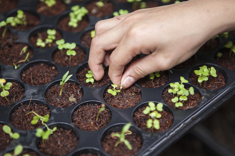 Oregon cannabis oversupply crisis — excess cultivation